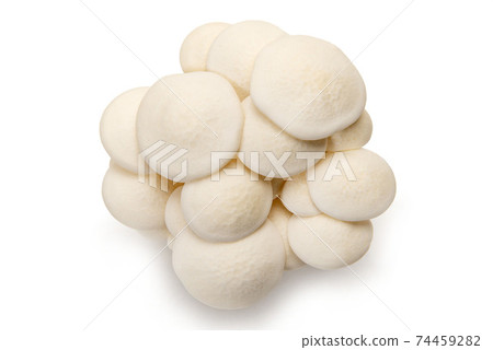 白beakameji 白beakameji 74459282