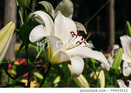 盛開的尤里花園,盛開的尤里<岐阜縣I備郡> 盛開的尤里花園,盛開的尤里<岐阜縣I備郡> 74459332