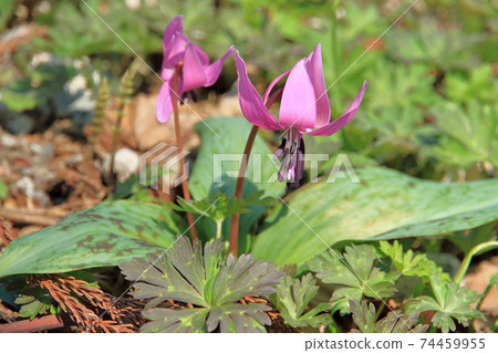 Katakuri花 74459955