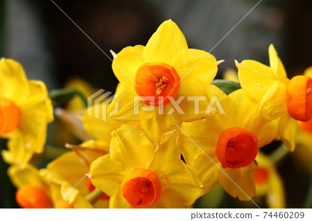Narcissus Narcissus 74460209