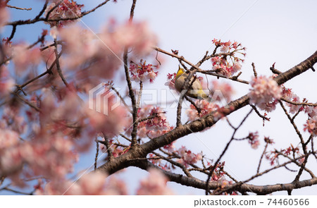 Sakura and mezzo 74460566