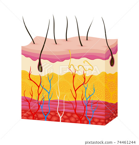 Skin anatomy. Human body skin vector illustration with parts vein artery hair sweat gland epidermis dermis and hypodermis. Human Cross-section of the skin layers structure Skin anatomy. Human body skin vector illustration with parts vein artery hair sweat gland epidermis dermis and hypodermis. Human Cross-section of the skin layers structure 74461244
