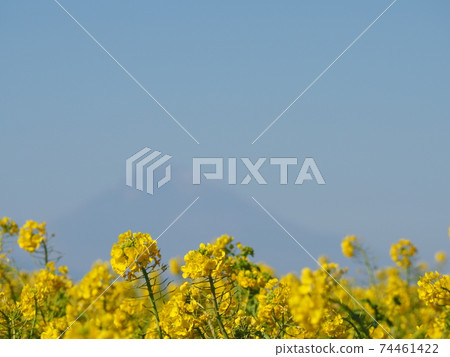 Mt. Fuji and rape field that can be seen thinly Mt. Fuji and rape field that can be seen thinly 74461422