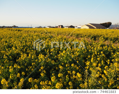 Beautiful rape field at sunset 74461883