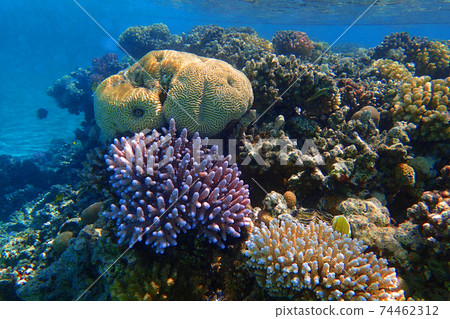 coral reef in Egypt 74462312