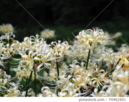 Beautiful white cluster amaryllis that grows in clusters Beautiful white cluster amaryllis that grows in clusters 74462801