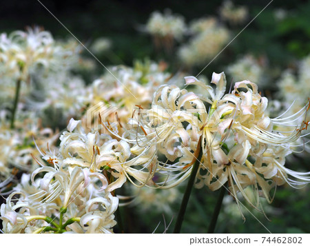 Beautiful white cluster amaryllis that grows in clusters Beautiful white cluster amaryllis that grows in clusters 74462802