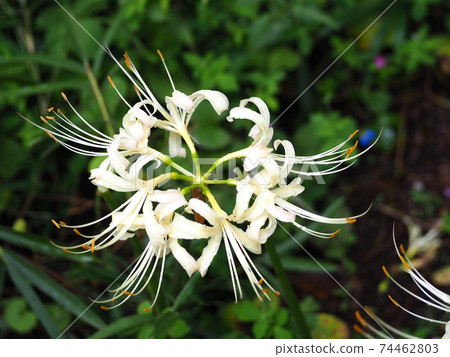 White cluster amaryllis close up White cluster amaryllis close up 74462803