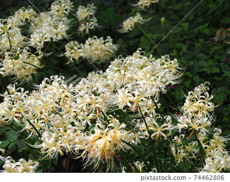 Beautiful white cluster amaryllis that grows in clusters 74462806