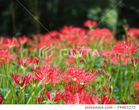 A bright red cluster amaryllis that grows in clusters and blooms beautifully A bright red cluster amaryllis that grows in clusters and blooms beautifully 74463272
