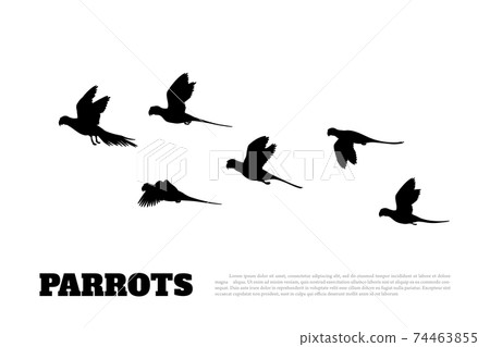 Black silhouette of parrot flock. Isolated birds. Animals of Australia 74463855