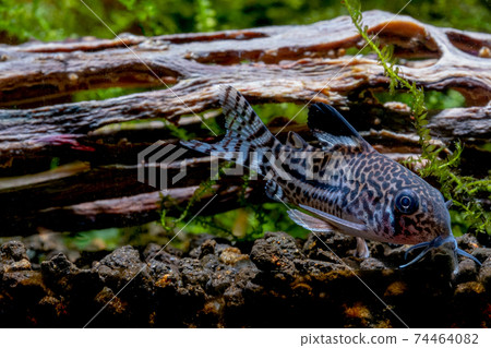 Armored catfish or Cory catfish look for food in aquatic soil near timber decorative in fresh water  74464082