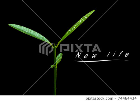 Bud leaves of young plant seeding in black background Bud leaves of young plant seeding in black background 74464434