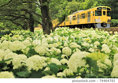 Seibu Line / Hydrangea 74464785