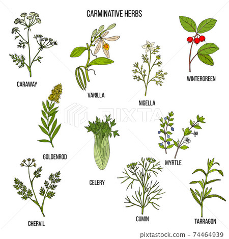 Carminative herbs. Hand drawn vector set 74464939