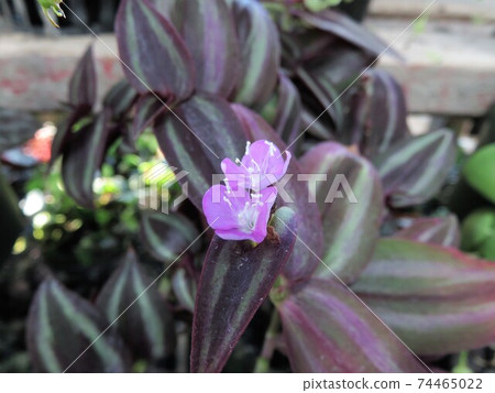 Transcandia 74465022