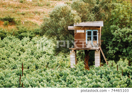 The vineyard is a plantation of vines and a guardhouse. The Island Of Zakynthos, Greece The vineyard is a plantation of vines and a guardhouse. The Island Of Zakynthos, Greece 74465103