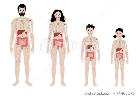 Lymphatic system in human body Lymphatic system in human body 74465176