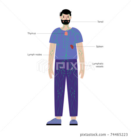 Lymphatic system in human body Lymphatic system in human body 74465223
