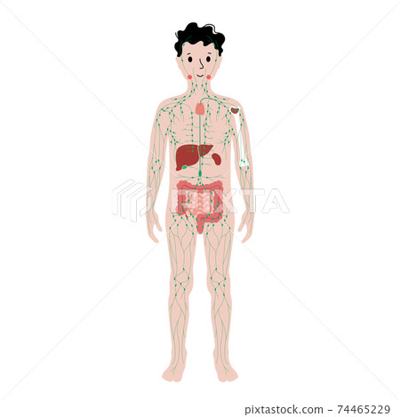 Lymphatic system in human body 74465229
