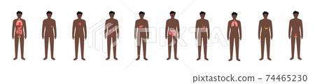 Internal organs in male body 74465230