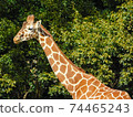 Giraffe  74465243