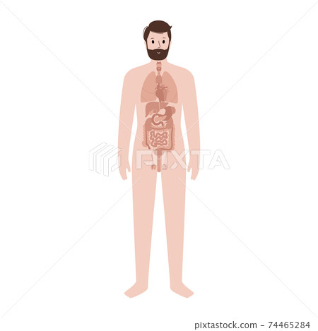 Internal Organs In Male Body Stock Illustration 74465284 Pixta