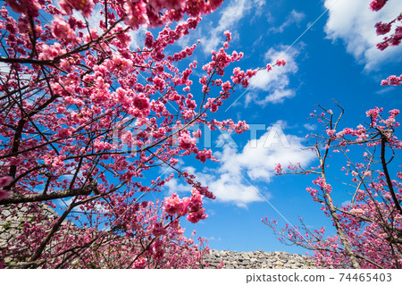 The earliest cherry blossoms in Japan (Nakijin Castle Ruins, Okinawa) 74465403