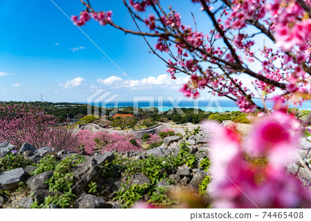 日本最早的櫻花（沖繩今歸仁城遺址） 74465408