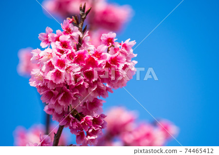 The earliest cherry blossoms in Japan (Nakijin Castle Ruins, Okinawa) The earliest cherry blossoms in Japan (Nakijin Castle Ruins, Okinawa) 74465412