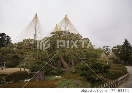 Kenrokuen Snow Hanging Kenrokuen Snow Hanging 74465534