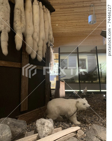 What we can do now that the number of polar bears is decreasing 74466227