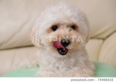Relaxing maltipoo Relaxing maltipoo 74466638