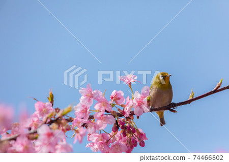 Whitetail Kawazu Sakura Whitetail Kawazu Sakura 74466802