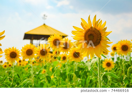 Aichi Ranch, sunflowers in full bloom <Nisshin City, Aichi Prefecture> Aichi Ranch, sunflowers in full bloom <Nisshin City, Aichi Prefecture> 74466916