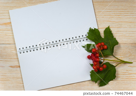 viburnum ripe and opened blank notepad on white wooden table viburnum ripe and opened blank notepad on white wooden table 74467044