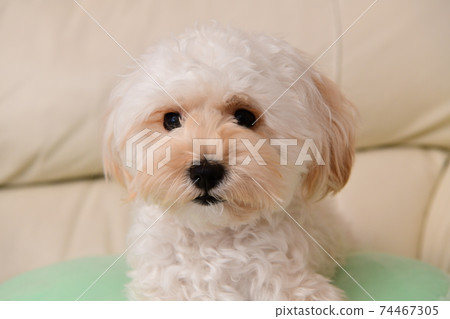 放鬆麥芽糖 74467305