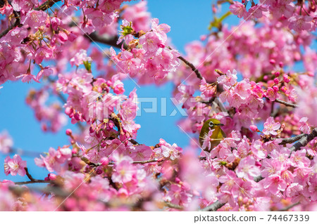 Whitetail Kawazu Sakura Whitetail Kawazu Sakura 74467339