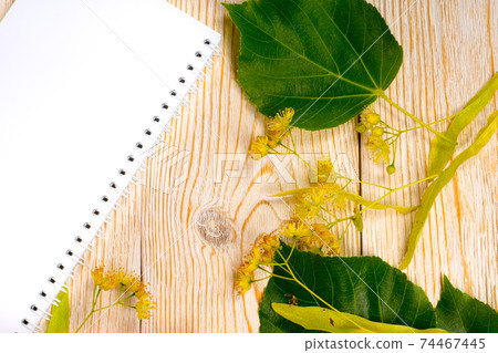linden flowers and leaves with empty notepad on wooden table 74467445