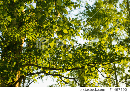 fresh birch leaves in spring sun light fresh birch leaves in spring sun light 74467590