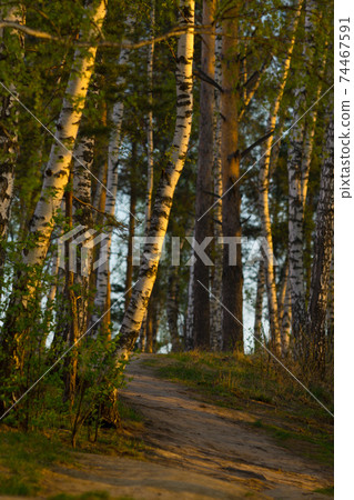 footpath in spring forest, early morning golden sun light footpath in spring forest, early morning golden sun light 74467591