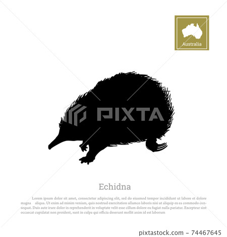 Black silhouette of echidna on white background. Animals of Australia. Isolated image 74467645