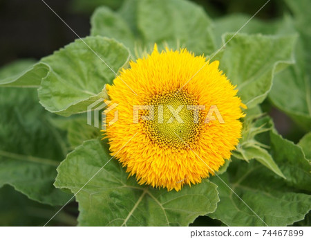 Double-flowered sunflower (teddy bear) Double-flowered sunflower (teddy bear) 74467899