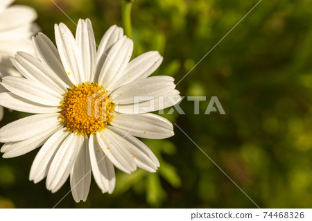 Beautiful flower white daisy Beautiful flower white daisy 74468326