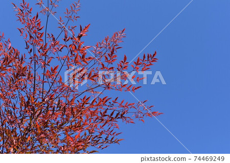 Nanten's leaves 74469249