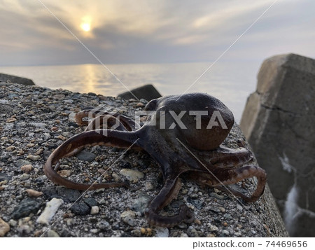 Idako Octopus fangsiao 74469656