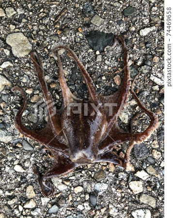 Idako Octopus fangsiao 74469658
