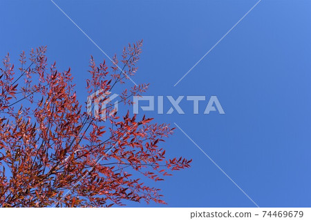 Nanten's leaves 74469679