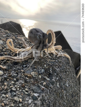 Idako Octopus fangsiao 74469680