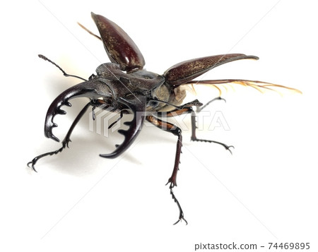 鍬蟲Lucanus maculifemoratus 74469895
